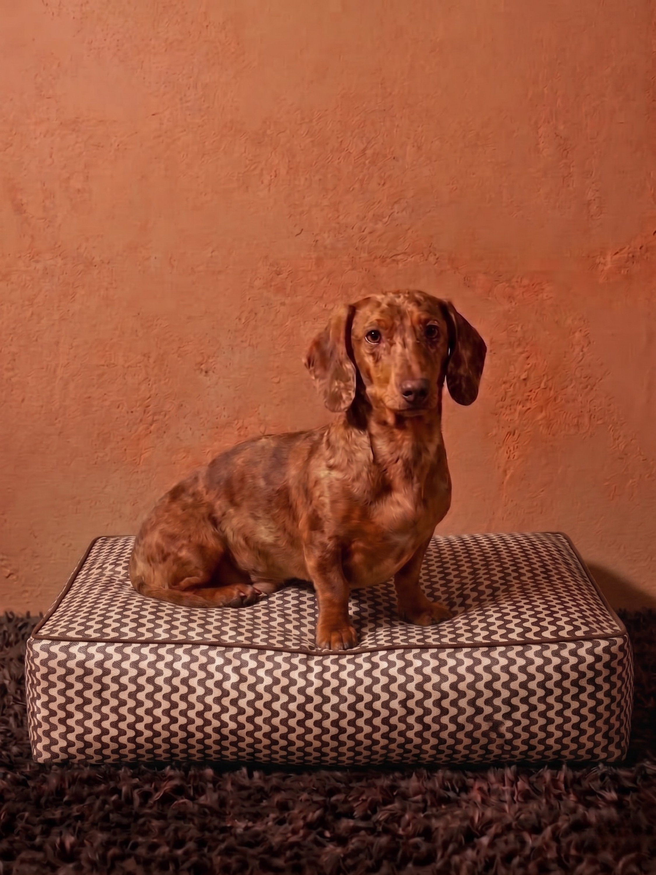 Cocoa Ripple Köpek Yatağı