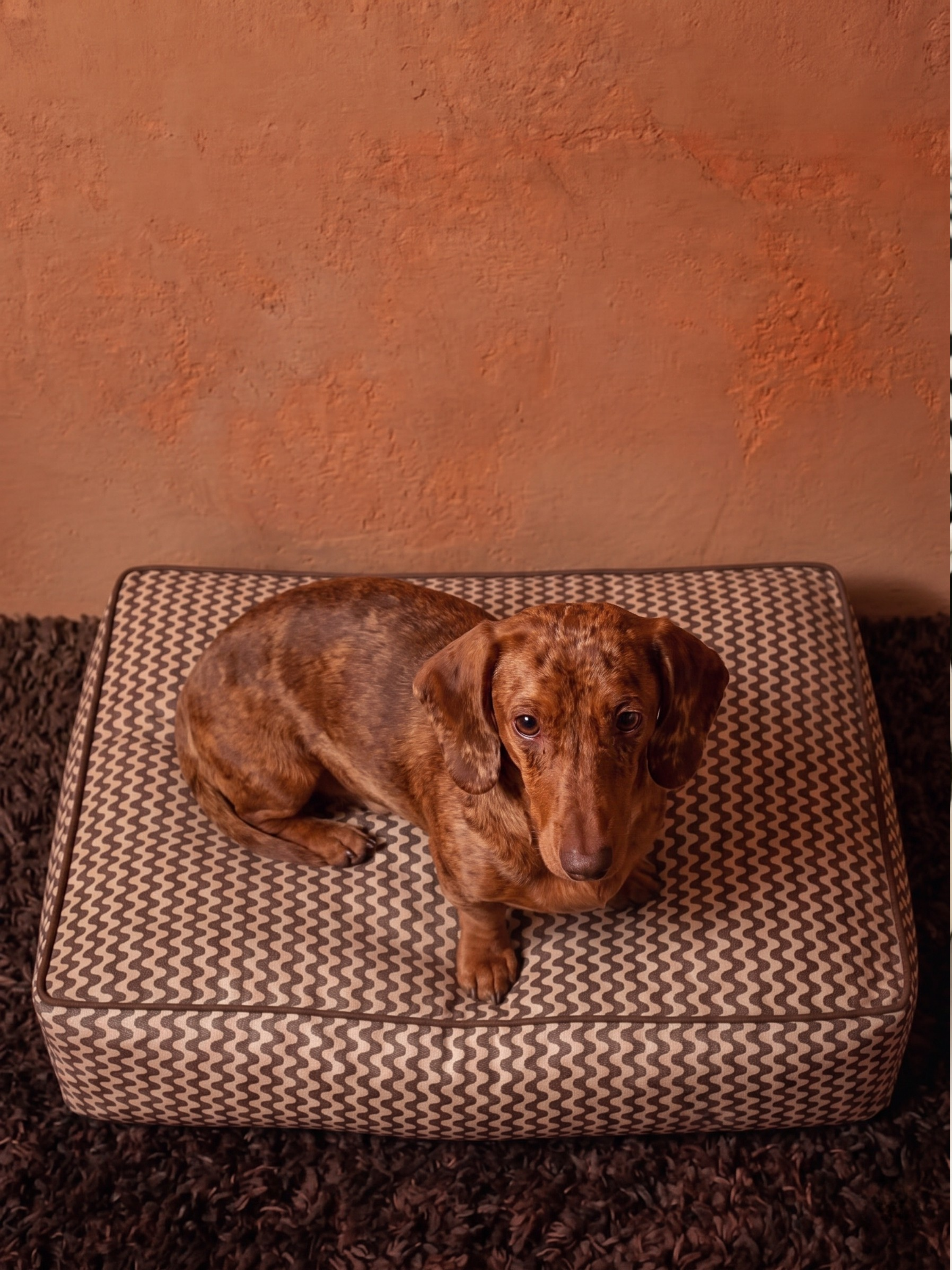 Cocoa Ripple Köpek Yatağı