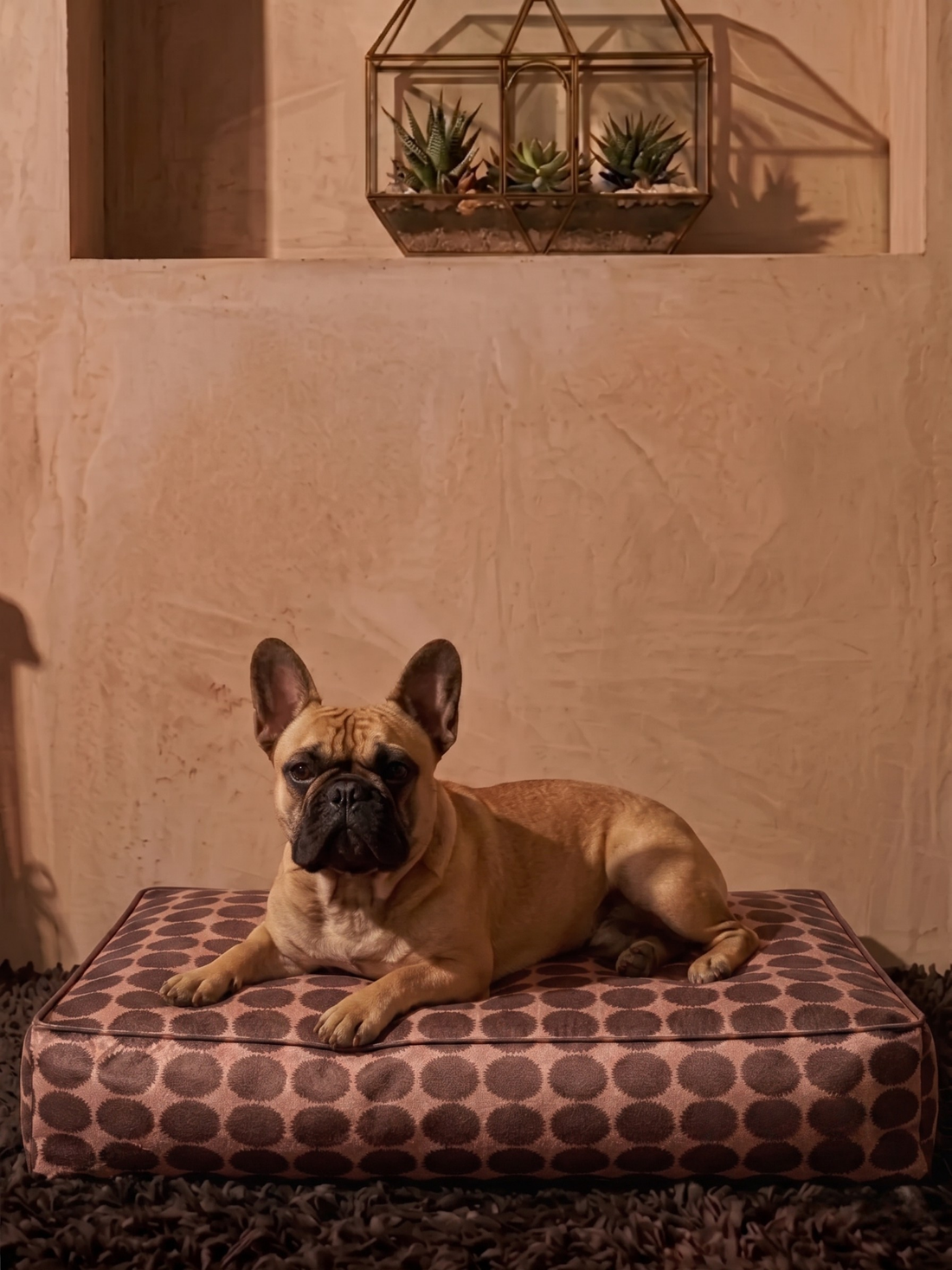 Terra Dot Köpek Yatağı