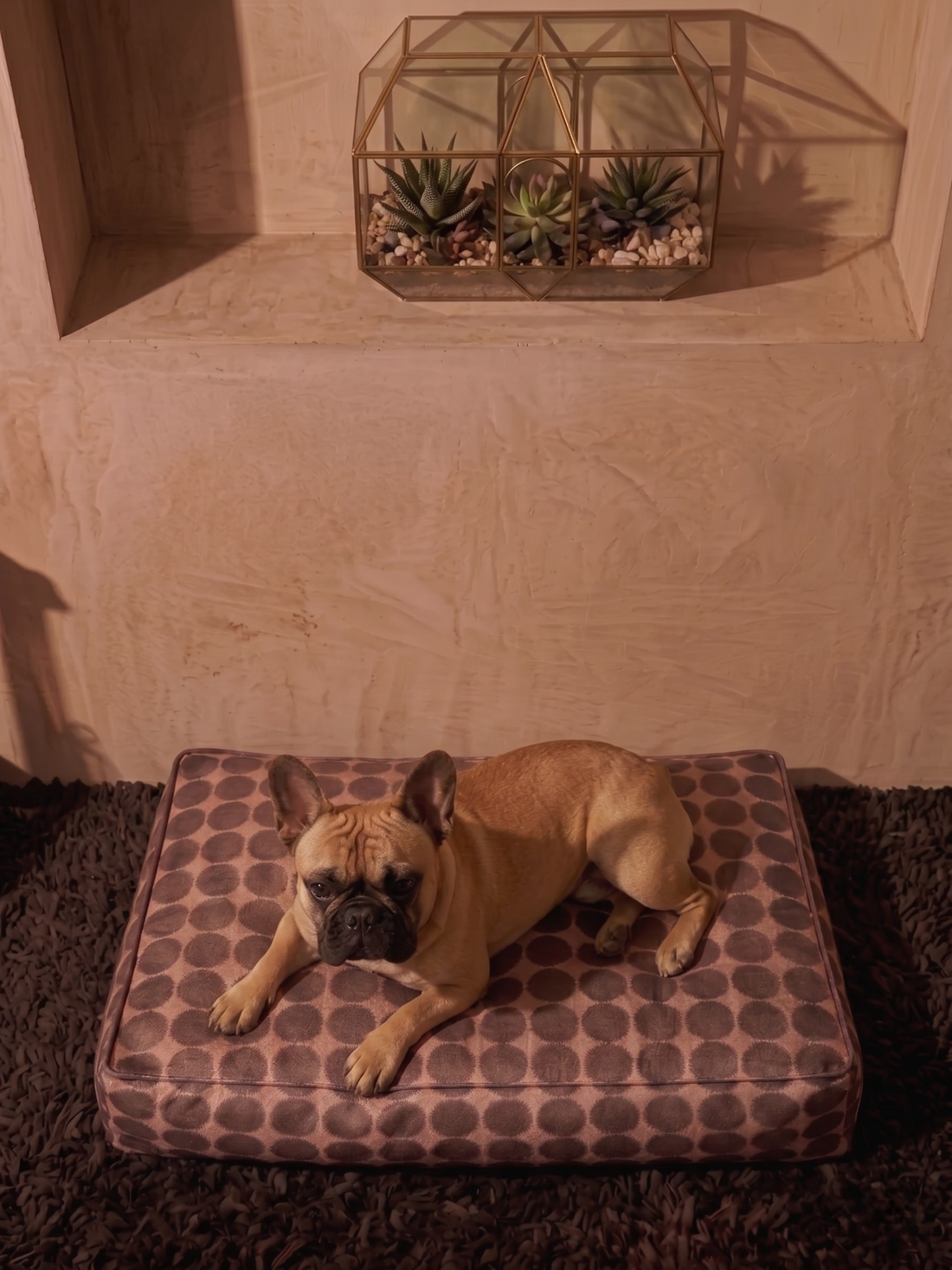 Terra Dot Köpek Yatağı