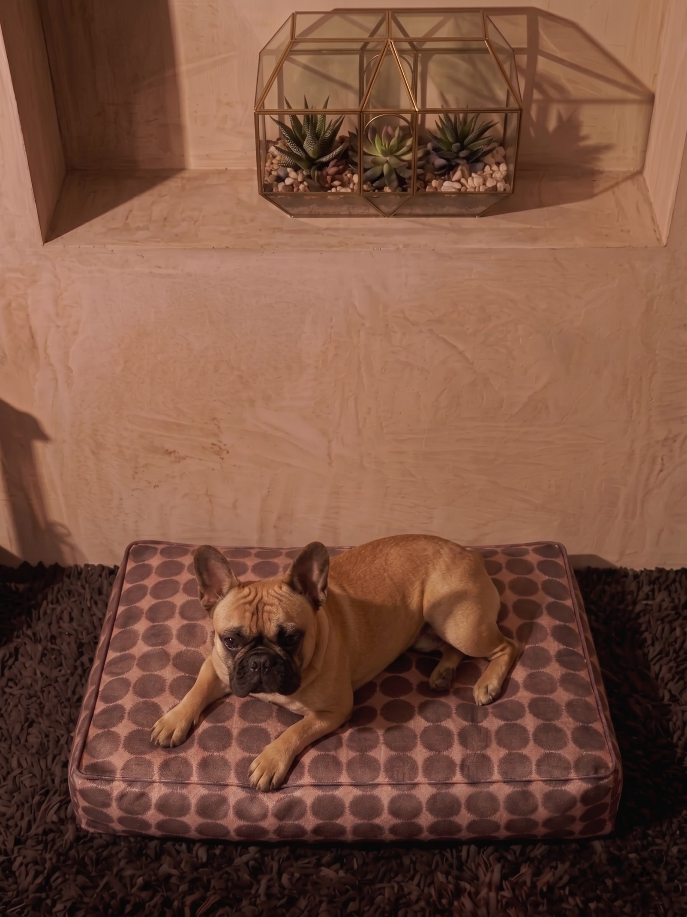 Terra Dot Köpek Yatağı