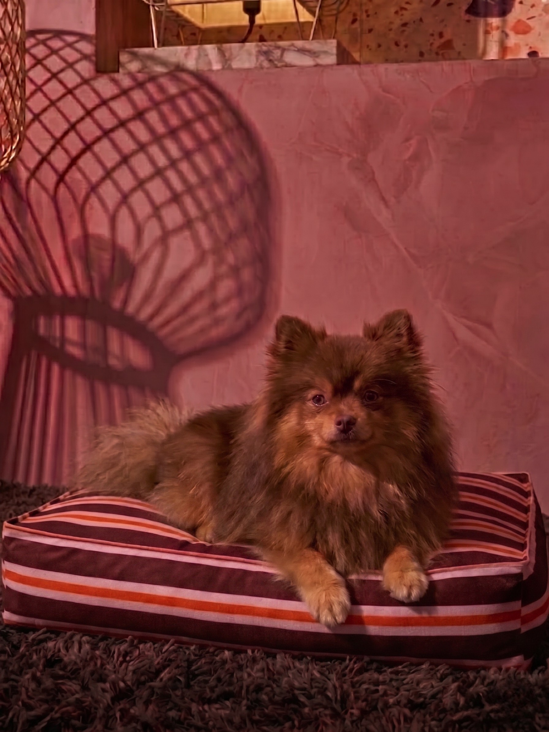 Veloura Rouge Köpek Yatağı