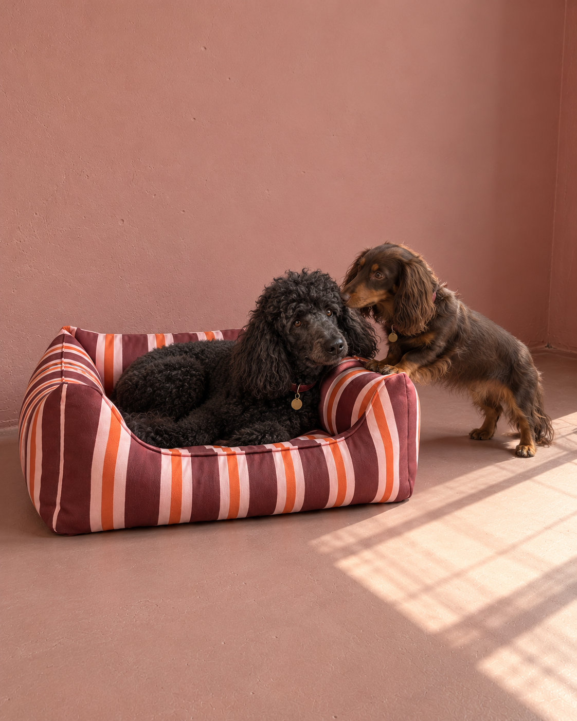 Siyah kaniş ve sosis köpek, pembe duvar önünde Veloura Rouge Sofa yatakta